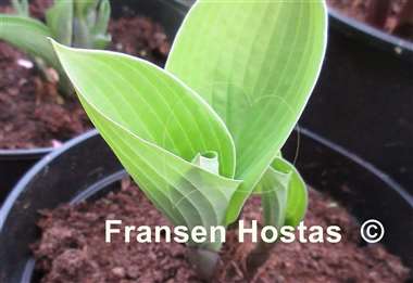 Hosta Glad Tidings